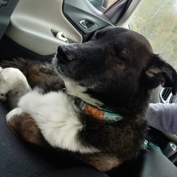 Meet your Posher, Jesse - Picture 2 of 3